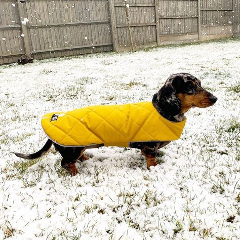 Dachshund puffer coat in mustard yellow. Dachshund Coat, Dachshund Sweater, Dachshund Clothes, Waterproof Dog Coats, Dog Sling, Army Print, Cover Picture, Dog Jumpers, Mini Dachshund