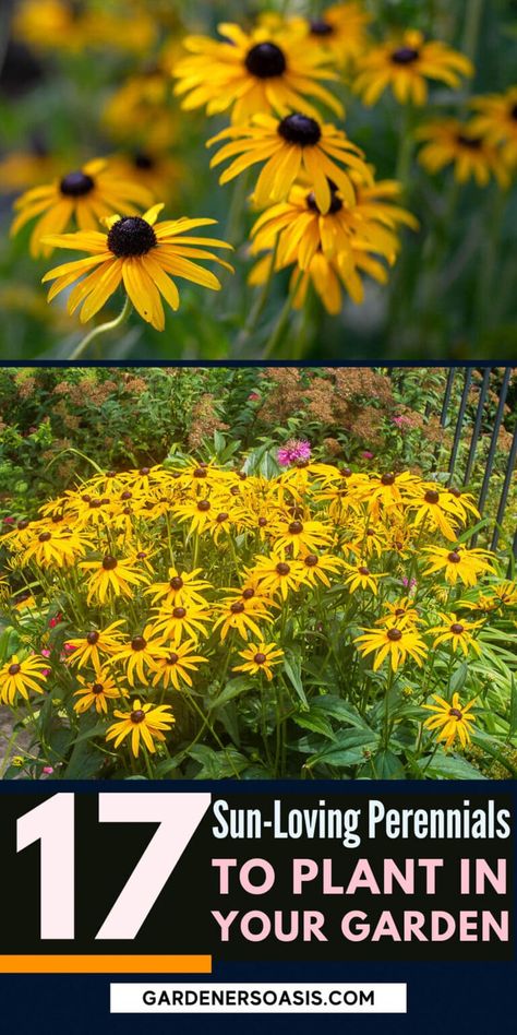 16 Full Sun Perennials: Low Maintenance Plants That Thrive In Sun | Gardening Full Sun Perennials Low Maintenance, Full Sun Perennial Flowers, Low Maintenance Perennials, Perennials Low Maintenance, Full Sun Garden, Shasta Daisies, Full Sun Perennials, Garden Border, Full Sun Plants