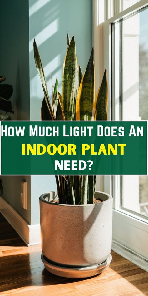 "Indoor plant lighting, optimal light for indoor plants, indoor plant light 
requirements, sunlight for indoor plants, low light indoor plants, 
artificial light for indoor plants, natural light for houseplants, indoor 
plant growth light, best light for indoor plants, indoor plant light 
exposure." Plant Light, Indoor Plant, Plant Needs, Plant Care, Too Much, Indoor Plants, House Plants, Canning, Plants