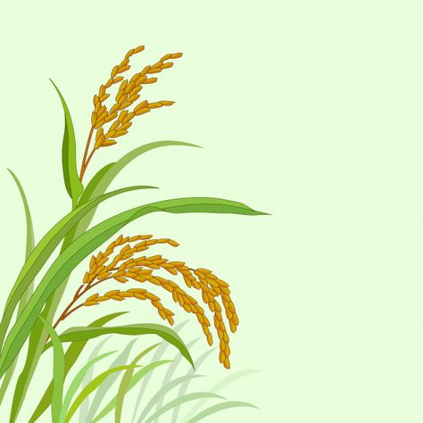 Rice plant with paddy rice Premium Vecto... | Premium Vector #Freepik #vector #background Rice Plant Illustration, Paddy Field Drawing, Rice Field Drawing, Rice Plant Drawing, Rice Crop, Golden Wheat Field, Rice Plant, Glass Wallpaper, Rice Packaging