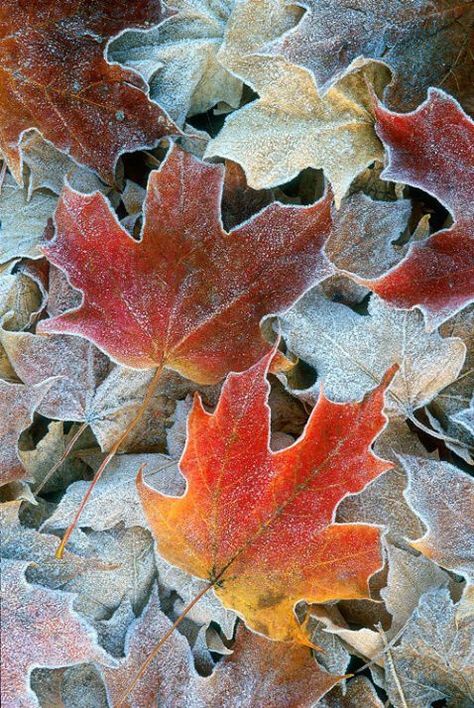 First frost on colorful autumn leaves. Leaves On The Ground, Foto Macro, Airbrush Art, Autumn Beauty, Seasons Of The Year, Maple Leaves, Yellow Leaves, Fall Pictures, Jolie Photo