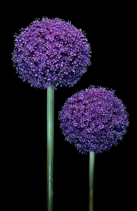 Allium giganteum Alium Flower Painting, Allium Millenium, Allium Graceful Beauty, Purple Sensation Allium, Allium Giganteum, Iphone Wallpaper Ocean, Allium Sativum, Wallpaper Ocean, Floral Backgrounds