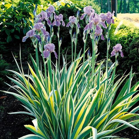 Iris ensata 'Variegata' - #1 Greenhouse And Garden, Pergola Design Ideas, Westbury Gardens, Attached Pergola, Large Greenhouse, Greenhouse Garden, Sun Perennials, Pergola Design, Ocean Shores