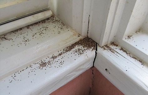 Keeping your home dry prevents termite infestation. In Iowa, with unpredictable weather makes a daunting task. LeafGuard Gutters prevent moisture in your home. Signs Of Termites, Drywood Termites, Termite Prevention, Wood Termites, Termite Damage, Diy Pest Control, Termite Control, Home Solutions, Natural Home Remedies