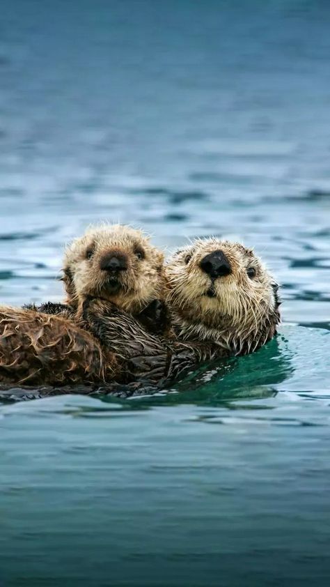 Sea Otter Drawing, Tattoo Ideas Ocean, Sea Animals Tattoo, Otter Pfp, Ocean Wallpaper Aesthetic, Otter Facts, Sea Otter Art, Otter Drawing, Baby Sea Otters