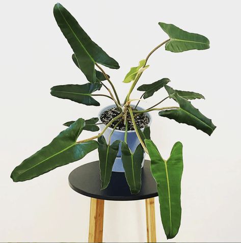 Philodendron Atabapoense, Philodendron Billietiae, Rare Philodendron, Philodendron Plant, Plants Are Friends, Southern Region, Healthy Garden, Liquid Fertilizer, Mother Plant