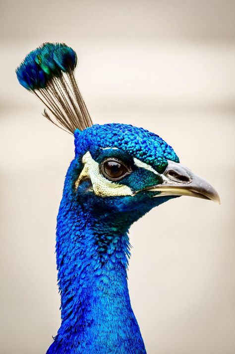 Peacock Close Up, Eye Up Close, Peacock Facts, Peacock Eyes, Animal Paintings Acrylic, Peacock Images, Peacock Photos, Tattoo Nature, Animals Tattoo