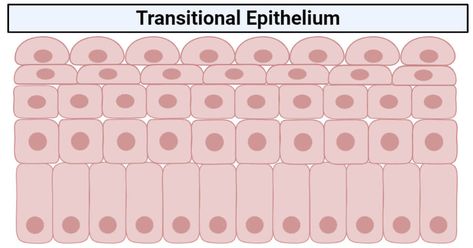 Last Updated on September 28, 2020 by Sagar Aryal Transitional epithelium definition Transitional epithelium is a type of stratified epithelium consisting of multiple layers of cells where the shape of the cell changes according to the function of the organ. The epithelium has a varying appearance as they appear cubical or round when in a ... Read more Transitional epithelium- definition, structure, functions, examples The post Transitional epithelium- definition, structure, functions, examples Transitional Epithelium, Microbiology Notes, Stratified Squamous Epithelium, Osmotic Pressure, Basement Membrane, Excretory System, Science Articles, Reproductive System, September 28