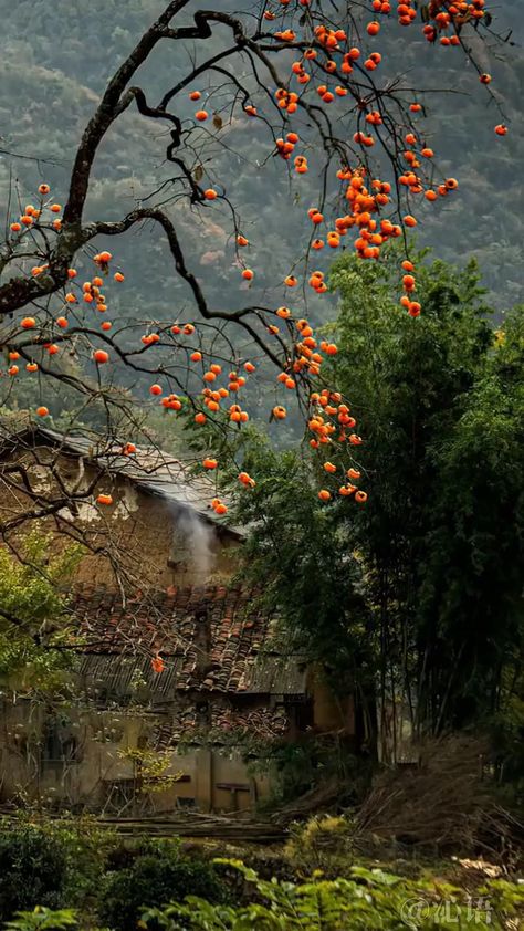 wow..beautiful persimmon tree [Video] | Beautiful scenery nature, Cool pictures of nature, Beautiful nature Persimmon Tree, Mekka Islam, 수채화 그림, Beautiful Images Nature, Beautiful Locations Nature, Nature Tree, Beautiful Places Nature, Beautiful Gif, Nature Gif