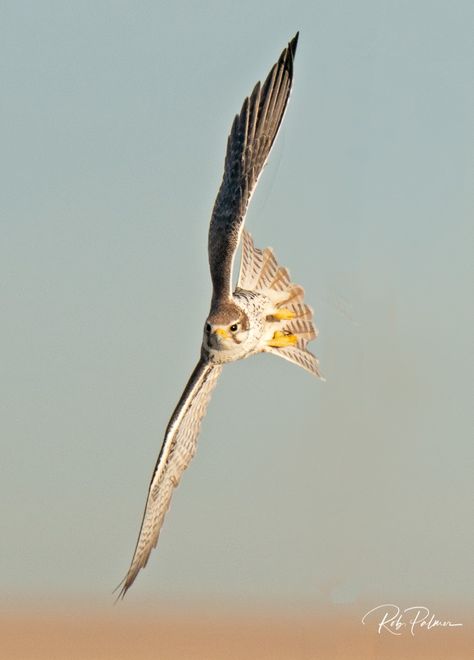 Merlin Moodboard, Prairie Falcon, Saker Falcon, Flying Pose, Falcon Art, Raptors Bird, American Kestrel, Open Wings, Bird Wings