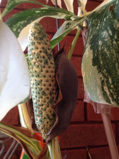 variegated monstera fruit Monstera Fruit, Variegated Monstera, Pear, Fruit, Plants