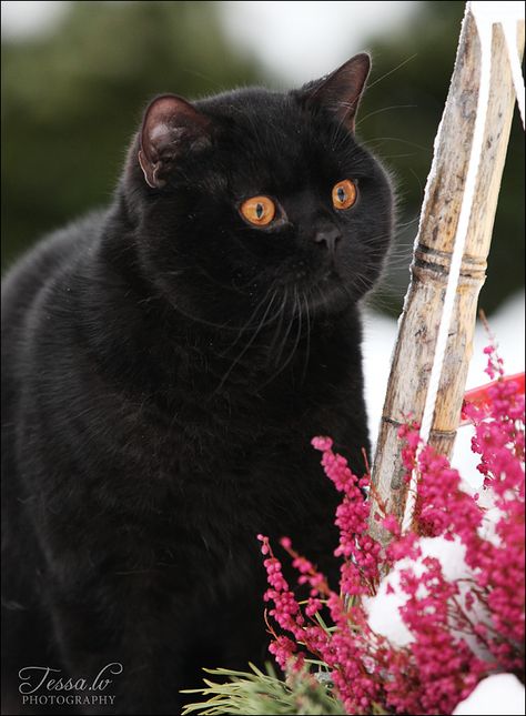 Black british shorthair cat.....oh I love this cat. The eyes are Unbelieveable!!!! Black British Shorthair, Söt Katt, British Shorthair Cats, A Black Cat, White Cats, British Shorthair, Domestic Cat, Cat Colors, Cats Meow