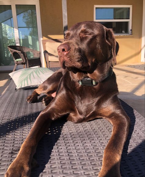 Chocolate Labrador Aesthetic, Chocolate Lab Aesthetic, Choc Lab, Bergman Brothers, Chloe Liese, Labrador Retriever Chocolate, Chocolate Lab Puppy, Chocolate Dog, Brown Labrador