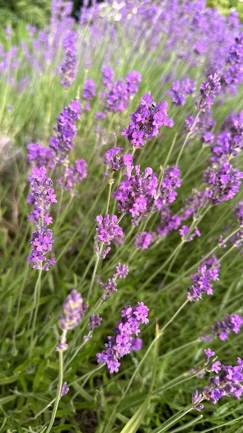 purple lavender blooms english lavender from seed Planting Lavender Seeds, Growing Lavender From Seed, Lavender From Seed, Lavender Companion Plants, Lavender Plants, Lavender Seeds, Seed Starting Mix, Growing Lavender, Growing Strong