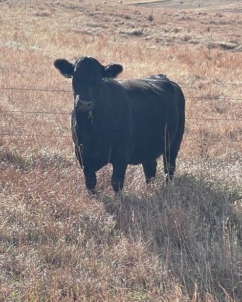 Preparing for the calving season in the next week or so! 🐮 Have you kicked off already? How many heads of cattle are you managing? Share your worst and best calving experiences below - let's swap stories! 🌿🤠 #CalvingSeason #CattleTalk #FarmLifeStories #midwest #modeling #agriculture #trucking #peterbilt #corn #soybeans #pivot #irrigation #farmgirl #farmlife #blondesdoitbetter Calving Season, Farm Girl, Peterbilt, Life Stories, Farm Life, Next Week, Agriculture, How Many, Fun Things To Do