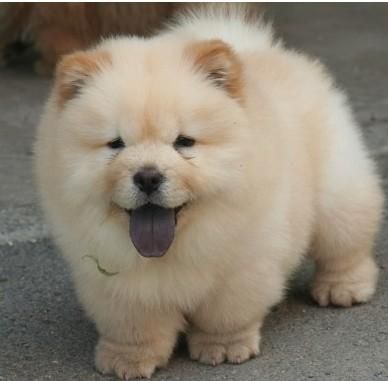 beebeee chow chow <3 so tute Cute Chow Chow, Chow Chow Dog Puppy, Chow Chow Mix Dog, Chow Chow Dogs Full Grown, Perros Chow Chow, Full Grown Chow Chow, Chow Chow Puppy, Chow Chow Dogs, Puppy Chow