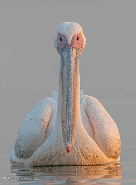 Great white pelican [Pelecanus onocrotalus] India, Rajkot, dec-18. White Pelican, India Photo, Wildlife Nature, Great White, Marine Life, Beautiful Birds, Animal Kingdom, Pet Birds, Birds