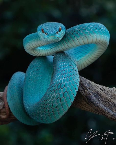 Travel Nature Wanderlust’s Instagram photo: “Blue magic... How fascinating is this blue viper?! 💙 We can post your photos in our account, follow the link in our bio: @worlderlust and…” Blue Viper, Snake Photos, Viper Snake, Pretty Snakes, Snake Wallpaper, White Lips, Blue Pits, Pit Viper, Blue Snake