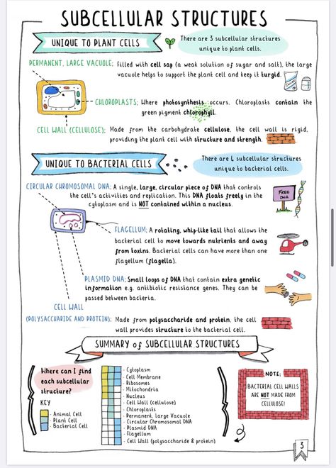 Subcellular structures Biology Notes Cell Structure, Cell Structure Notes, Lecture Idea, Cell Poster, Microbiology Notes, Gcse Science Revision, Microbiology Study, Gcse Biology, Clean Notes