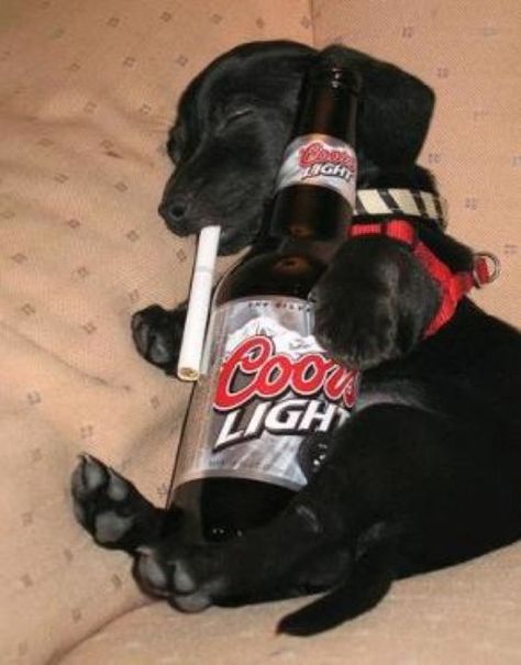 Alcohol Pictures, Dog Beer, Drunk Humor, Alcohol Humor, Drinking Alcohol, Dog Nutrition, Silly Dogs, Bad Dog, Silly Animals