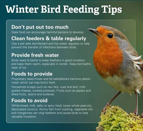 Feeding Birds In Winter, Backyard Birds Watching, Backyard Birds Sanctuary, Backyard Birds Feeders, Bird Feeding Station, Bird Feeding, Diy Bird Feeder, Birds And The Bees, Bird Care