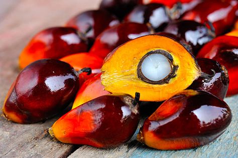 2,152 Palm Oil Tree Stock Photos, Pictures & Royalty-Free Images - iStock Oil Image, Palm Fruit, Palm Fruit Oil, Red Palm Oil, Short Locs, Hair Elixir, Vegan Alternatives, Edible Oil, Natural Hair Tips