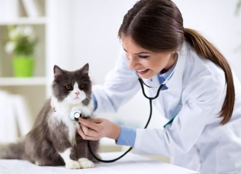 If your pet is experiencing any of these symptoms, talk to your vet about the possibility of a cat thyroid problem or thyroid problems in dogs. Cat Asthma, Cat Throwing Up, Cat Diseases, Veterinary Services, Veterinary Clinic, Pet Insurance, Healthy Pets, Cat Behavior, Cat Facts