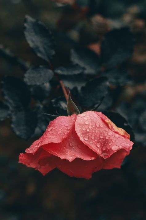 When the rain kisses flower Rain Kisses, Flower With Raindrops, Flowers In The Rain, Foliage Background, Video Wallpapers, Raindrops On Roses, Dark Foliage, Moody Wallpaper, A Beautiful Flower