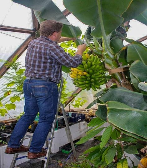 How to Grow Fruit Trees in a Greenhouse - Growing Spaces Greenhouses Citrus Tree Greenhouse, Growing Tropical Fruits In Greenhouse, Greenhouse For Fruit Trees, Greenhouse Fruit Trees, Greenhouse For Trees, Fruit Tree Greenhouse, Trees In Greenhouse, Greenhouse Trees, Tree Greenhouse