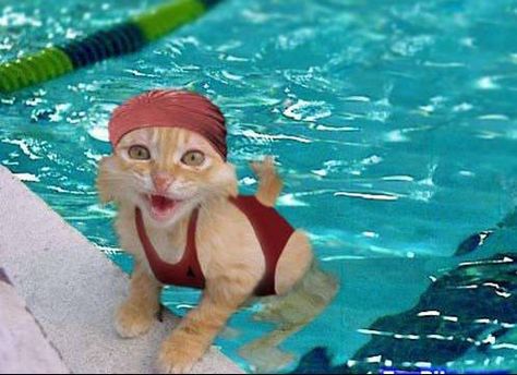 summer!!! Funny Cats In Water, Swimming Cats, Animals Amazing, Image Chat, Dog Hacks, Funny Cats And Dogs, Funny Cat Pictures, Cat Playing, Funny Cat Videos