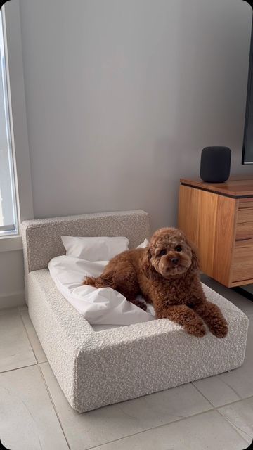 Ineshi on Instagram: "POV your pup just can’t wait to get into their new Marshmallow Dog Bed 🫣 @nico_cfc 

www.ineshi.com.au" Diy Dog Couch, Dog Bed Aesthetic, Unique Dog Beds, Dog Brand, Dog Accesories, Pet Essentials, Dogs Stuff, Dog Couch, Dog Diy