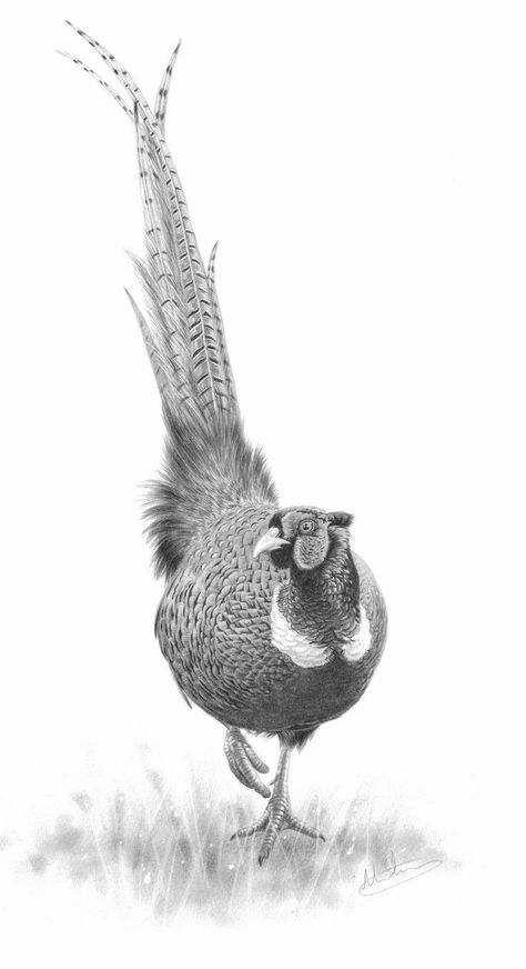 Pheasant Drawing Illustrations, Pheasant Pencil Drawing, Pheasant Hunting Tattoo, Pheasant Tattoo Ideas, Pheasant Sketch, Pheasant Drawing, Pheasant Tattoo, Hunting Drawings, Pheasant Art