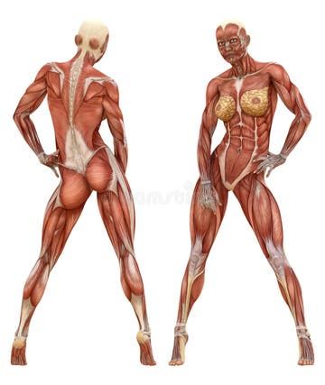 Anatomy of Male Muscular System Stock Illustration - Illustration of digitorum, maximus: 27798053 Muscular System Anatomy, Human Anatomy Reference, Male Figure Drawing, Muscular System, Muscle Anatomy, Human Figure Drawing, Anatomy Sketches, Anatomy Poses, Anatomy For Artists