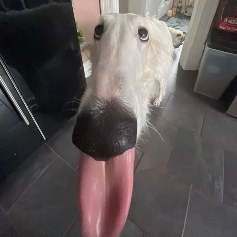 Silly Animal Pictures, Borzoi Dog, Goofy Dog, Funny Animal Photos, Silly Dogs, Silly Animals, Very Funny Pictures, Cute Animal Photos, Silly Cats