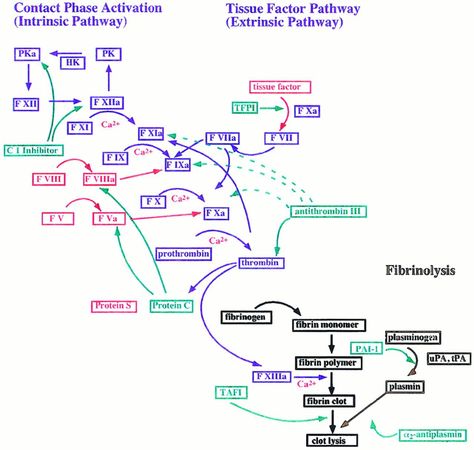 The coagulation pathway is a fascinating cascade. Coagulation Cascade, Nurse Purse, Anatomy And Physiology, Biochemistry, Chemistry, Anatomy, Lab, Human