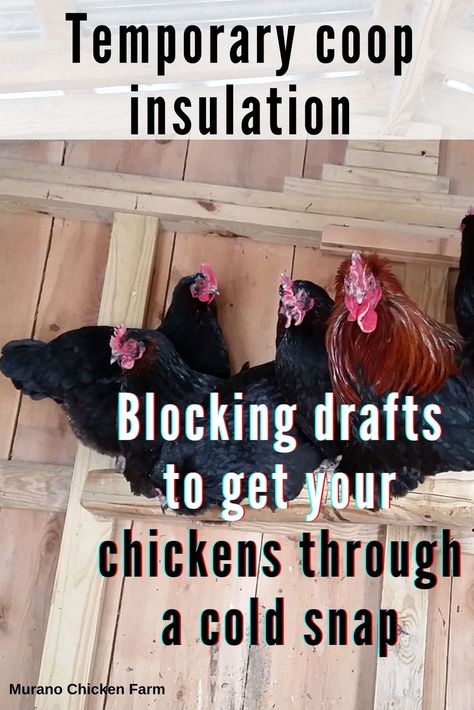 Chickens in insulated coop during winter