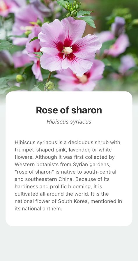 Explore the wonderful world of nature and add Rose of sharon into your plant collection with the smart plant identifier app —— PictureThis! Rose Of Sharon Bush, Hibiscus Syriacus, Nature Symbols, Cozy Garden, Honey Oil, Veg Garden, Rose Of Sharon, Garden Oasis, No Rain