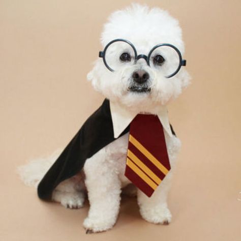 Harry Potter Dog Costume, Pet Costumes For Dogs, Harry Potter Dog, Harry Potter Halloween Costumes, Harry Potter Costume, Halloween Dog, Dog Halloween Costumes, Dog Costumes, Dog Costume