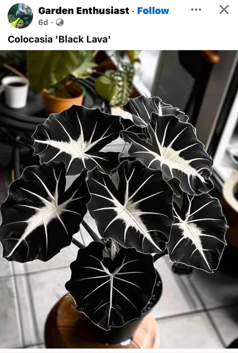 Goth House Plants, Black Plants Indoor, Goth Plants, Black Plants, Black Plant, Goth Garden, Plant Party, Gothic Garden, Inside Plants