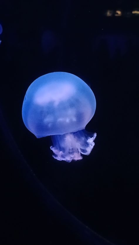 Cannon Ball Jellyfish, Cannon Ball, Kirby, Summer Aesthetic, Jellyfish, Camera Roll, Celestial Bodies, Wallpapers, Tattoos