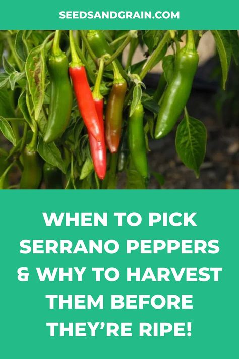 Serrano Hot Sauce Recipe, Garden Salsa Peppers, Serrano Pepper Recipes, Serrano Hot Sauce, Freezing Peppers, Garden Salsa, Serrano Peppers, Pepper Sauce Recipe, Growing Peppers