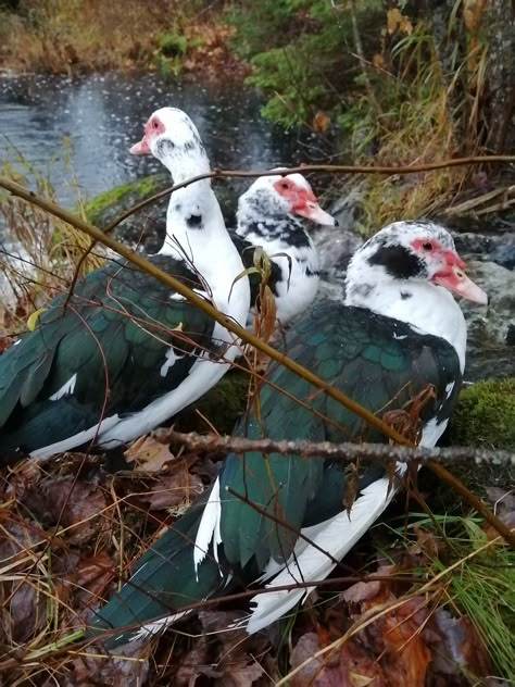 Why are Muscovy ducks good for regenerative farms? Muscovy Ducks, Muscovy Duck, Regenerative Farming, Coop Design, Farm Plans, Duck Eggs, Egg Production, Postal Code, No One Is Perfect