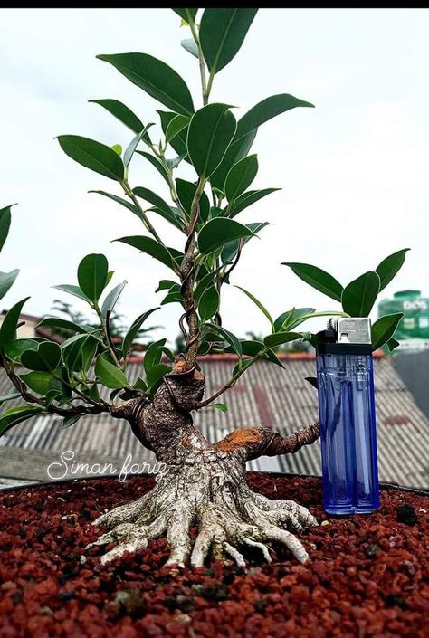 Bonsai Kimeng, Bonsai Tips, Bonsai Nursery, Ficus Bonsai, Bonsai Mini, Bonsai Ficus, Bonsai Forest, Bonsai Care, Bonsai Ideas