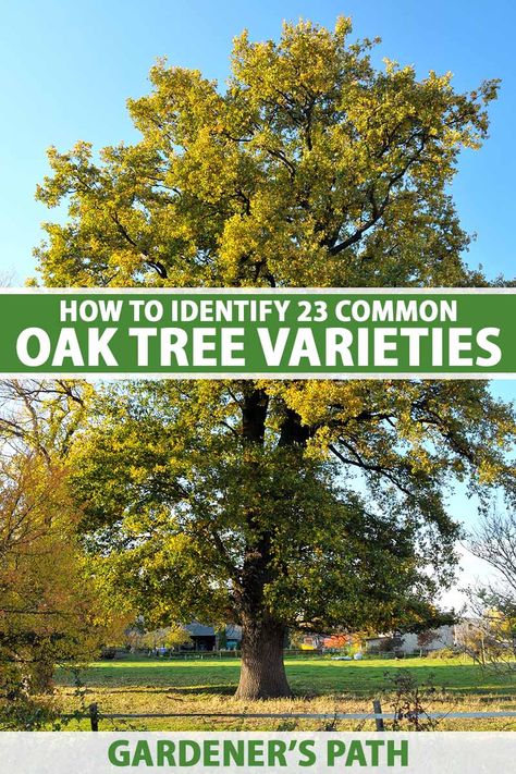 Identifying Trees, Witch's Garden, White Oak Tree, Vegetable Benefits, Tree Identification, Deer Resistant Plants, Witch Garden, Tree Species, Different Species