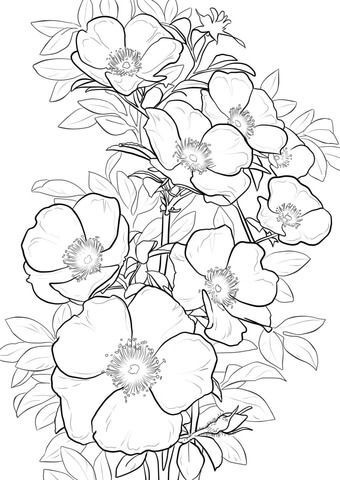 Floral Linework, Cherokee Rose, Rose Coloring Pages, Painting Practice, Tape Art, Flower Sketches, Tattoo Life, Flower Coloring Pages, Free Printable Coloring