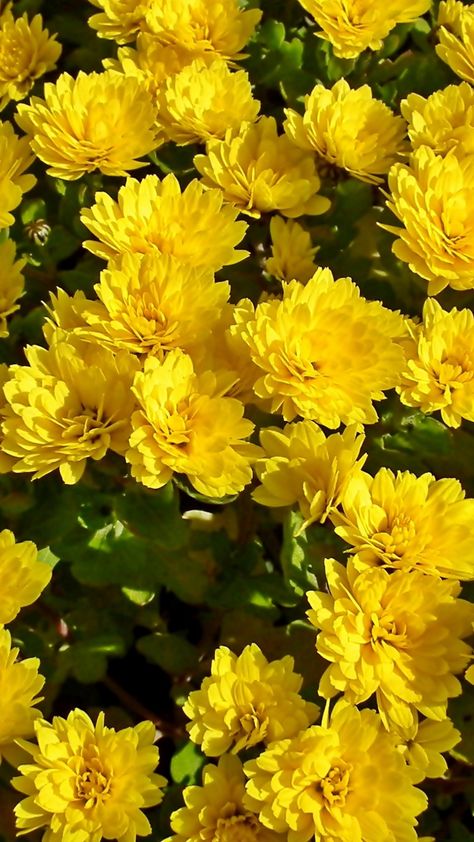 Yellow Crysantenum Flower, Yellow Chrysanthemum Aesthetic, Chrysanthemum Aesthetic, Folklore Background, Yellow Flowers Aesthetic, Flowers Wallpaper Aesthetic, Yellow Flowers Wallpaper, Chrysanthemum Wallpaper, Yellow Flower Wallpaper