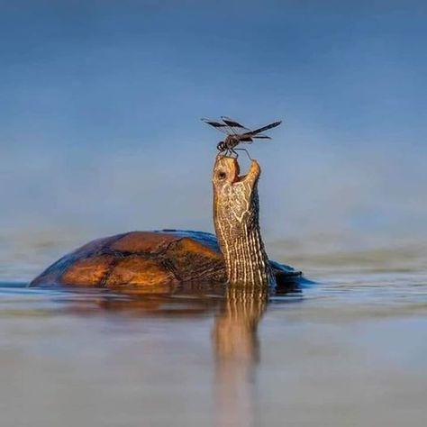 Turtle Images, Beautiful Bugs, Cute Turtles, A Turtle, Reptiles And Amphibians, Animal Photo, Amazing Nature, Beautiful Creatures, National Geographic