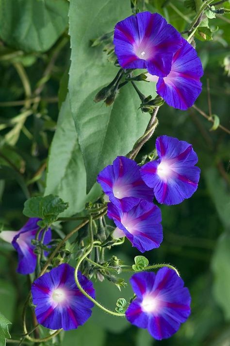 Morning Glory Flowers, Garden Vines, Morning Glories, Climbing Vines, Moon Flower, Morning Glory, Flowers Nature, Beautiful Blooms, Flower Photos