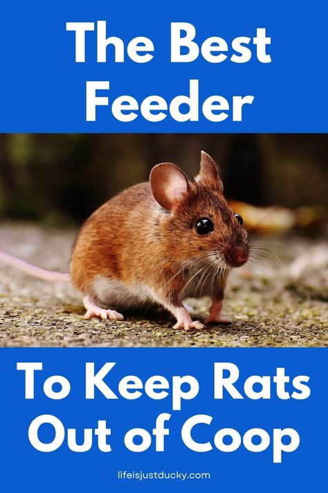 One of the best ways to keep rats and mice out of the chicken run is by using a rat proof chicken feeder. Mouse Proof Chicken Feeder, Rodent Proof Chicken Feeder, Rat Proof Chicken Feeder, Chicken Feed Diy, Duck Feeder, Diy Chicken Feeder, Chicken Enclosure, Food For Chickens, Chicken Feeder Diy