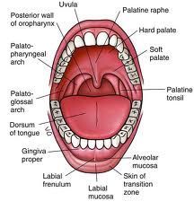 Dentistry and Medicine: Pathology of Oral Cavity Short notes Human Anatomy Bones, Female Human Anatomy, Human Anatomy Organs, Cavity Pain, Anatomy Woman, Dental Charting, Bones Human, Stratified Squamous Epithelium, Dental Assistant Study